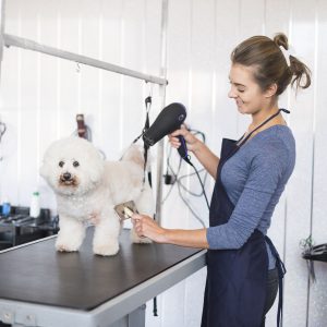  dog grooming