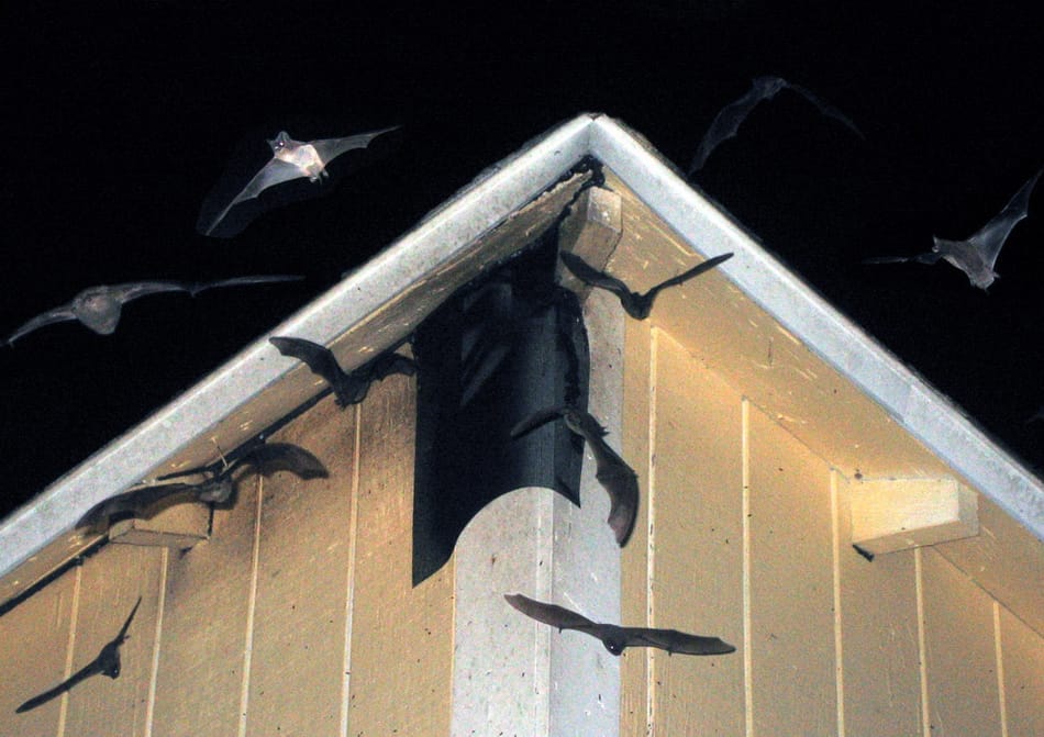 bat control