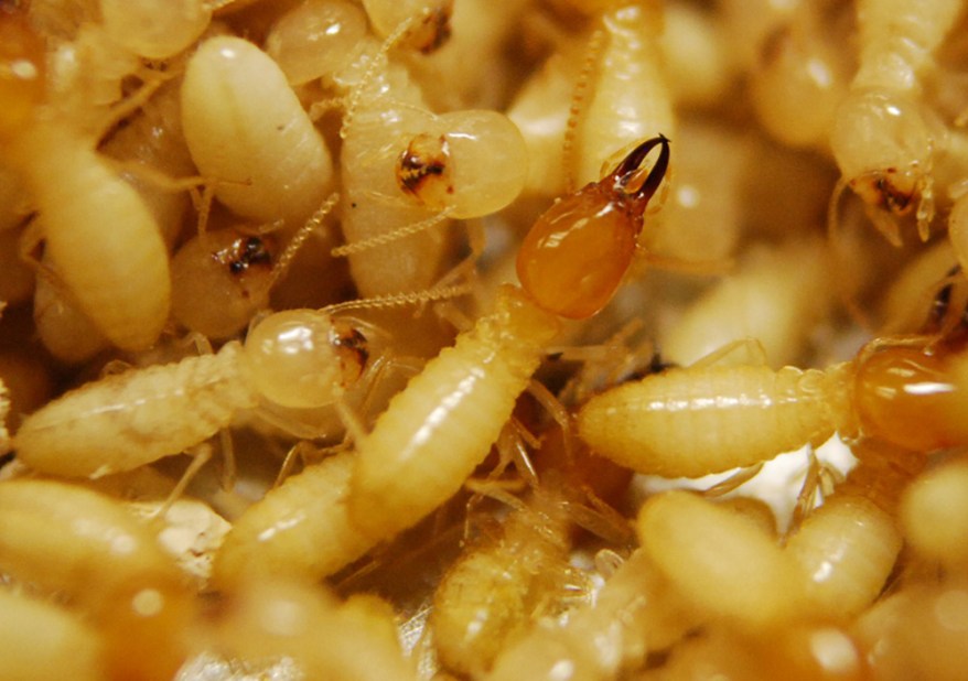 termite control