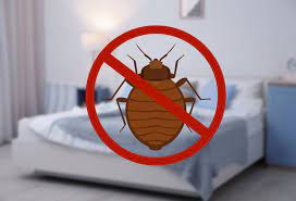 bed bugs