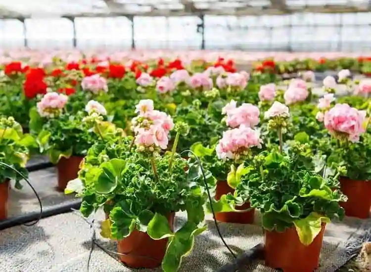 Garden Shop