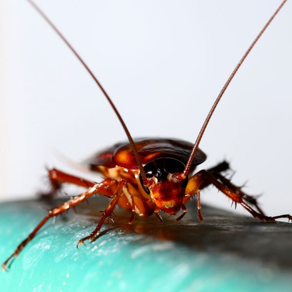 pest control 