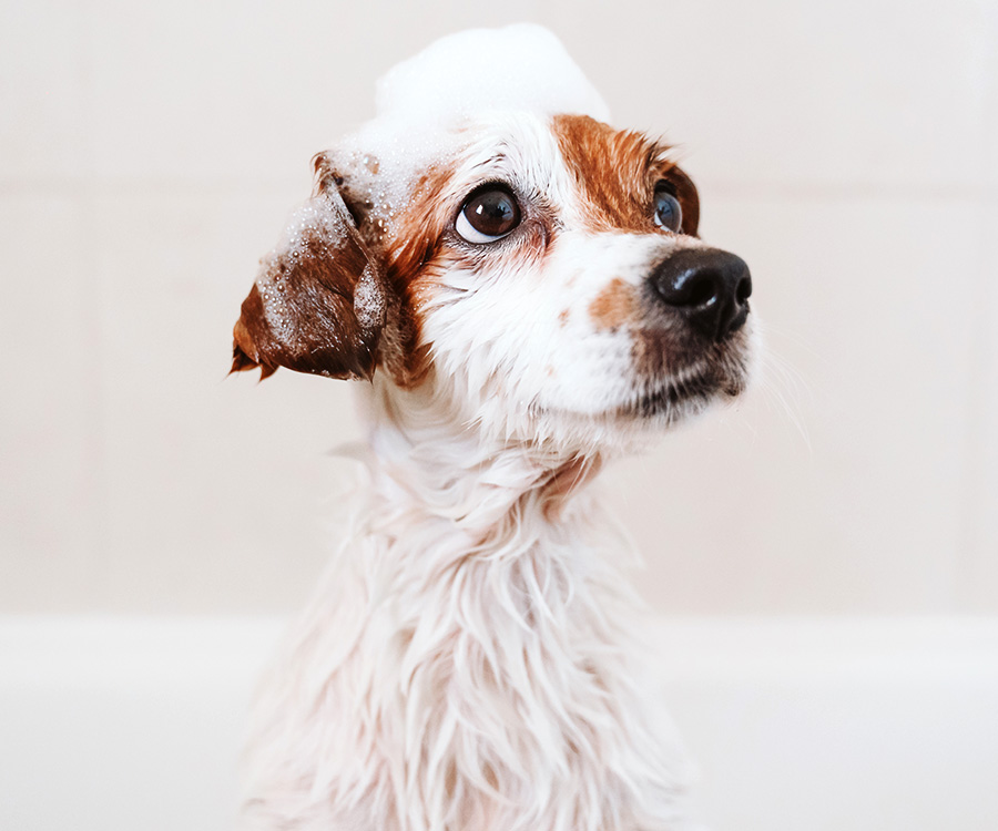 Dog Shampoo