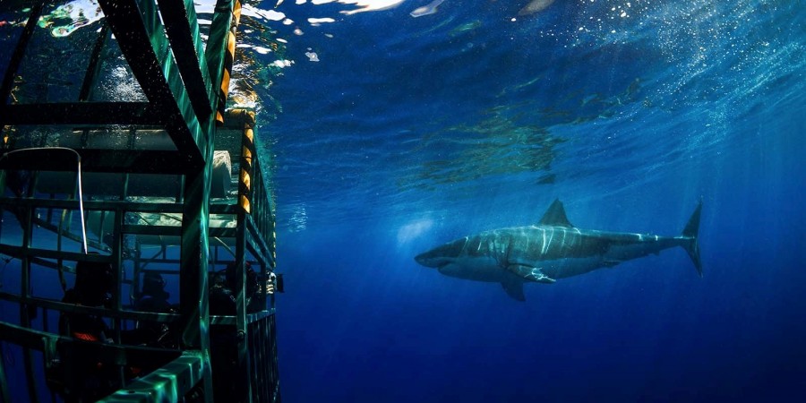Deep Blue Adventures